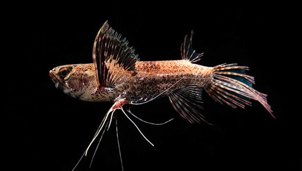 Motylowiec - Pantodon buchholzi - dowozimy, wysyłamy