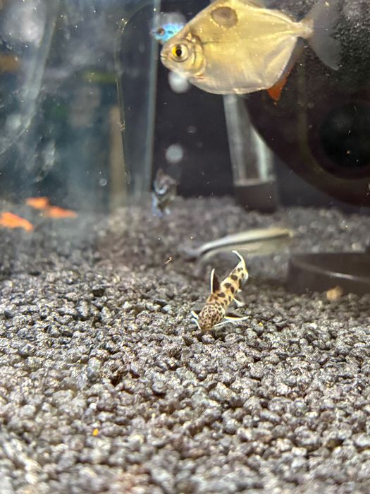 Synodontis petricola