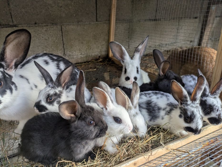 Conejos en venta
