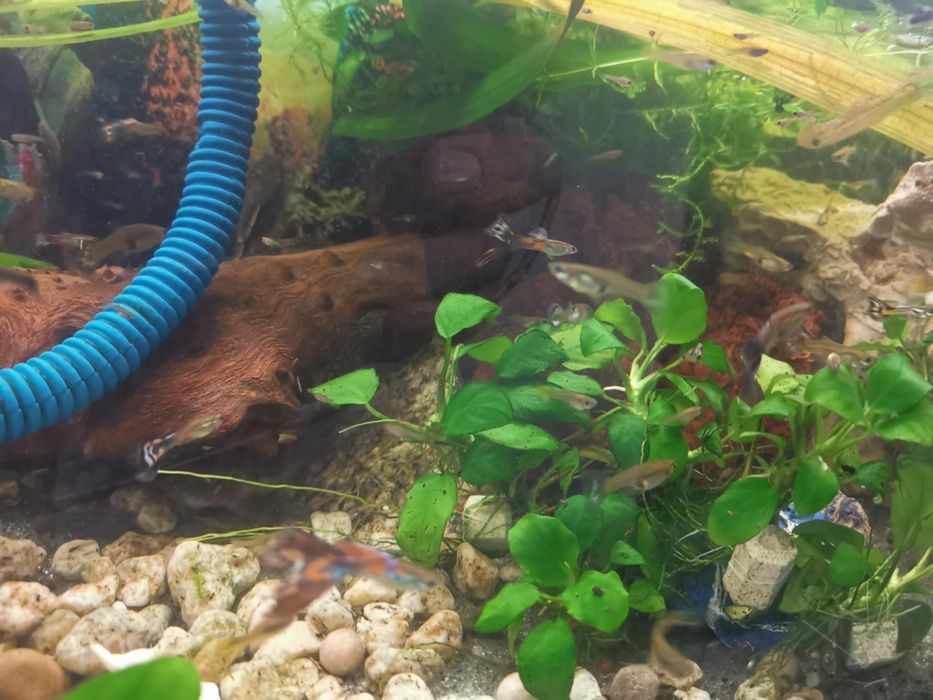 Anubias plantas aquario