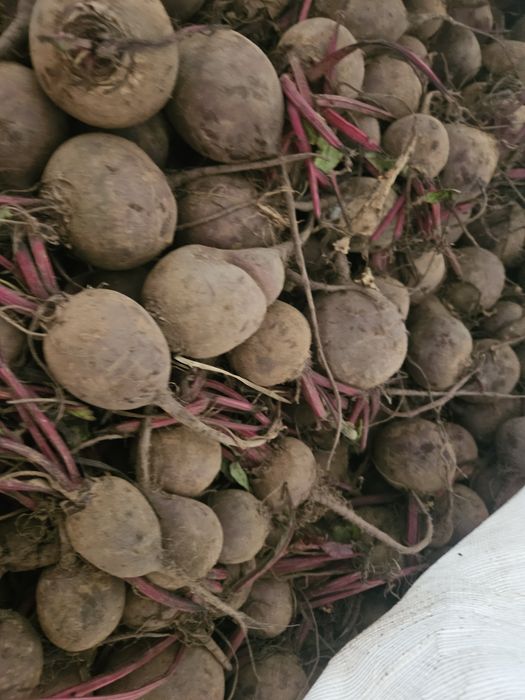 Sprzedam buraczki odpadowe