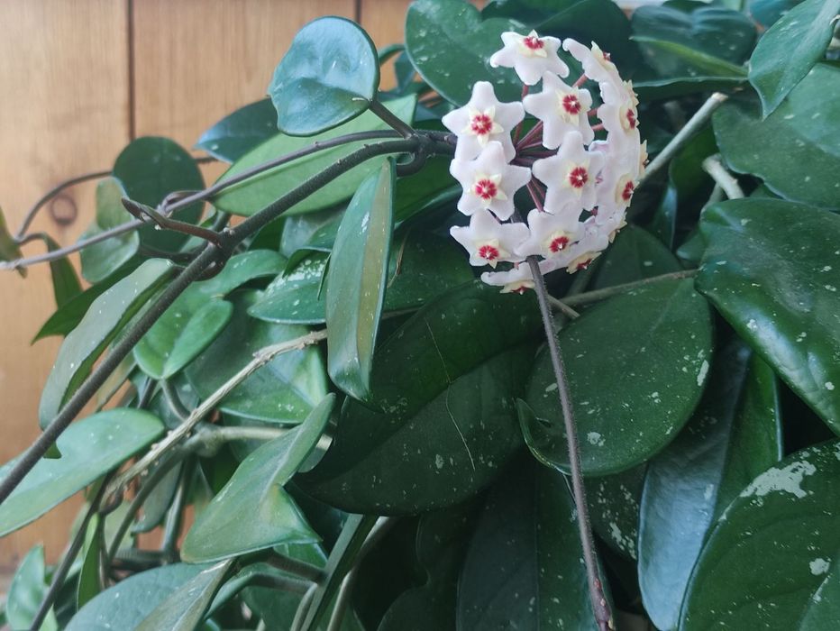 Кімнатні рослини