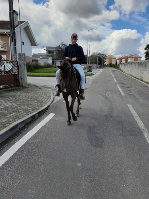 egua com quatro anos