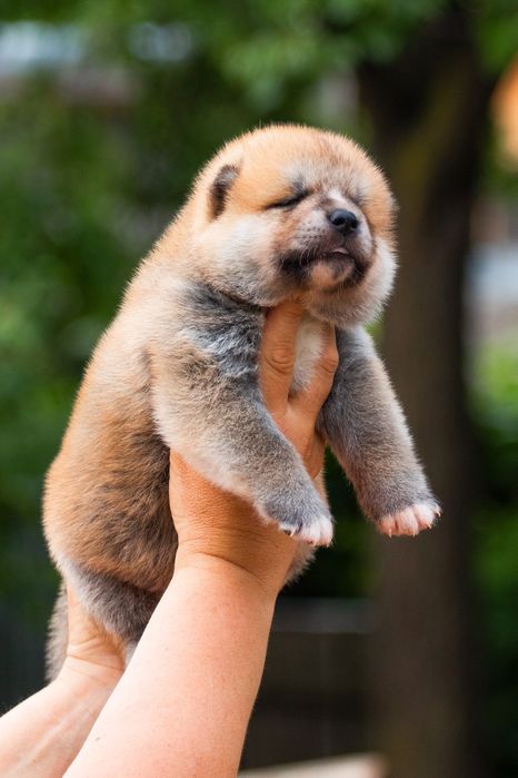 Жалаңаш хатшының фотогалереясы