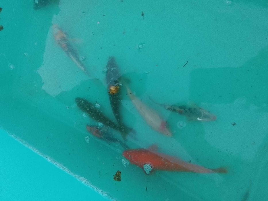 Vendo carpas koi