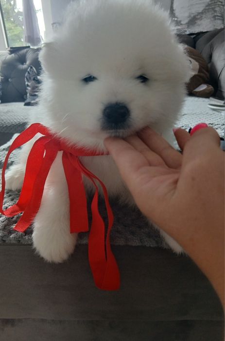 Samoyed ślicznej białe  misie do odbioru OSTATNI samiec