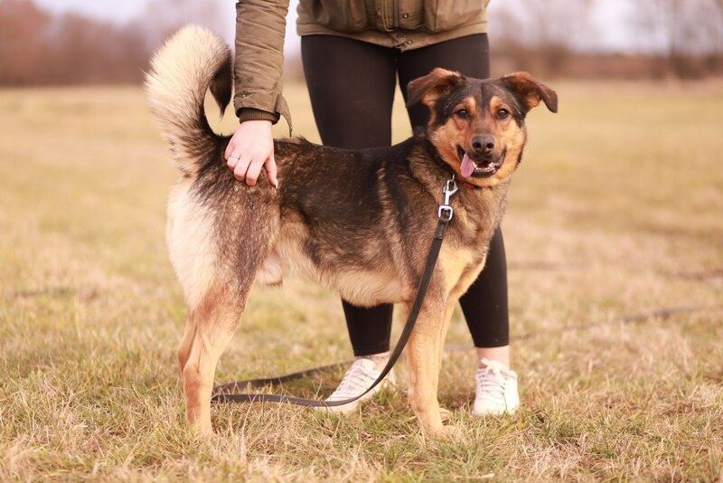Młody,  energiczny psiak szuka nowego domku