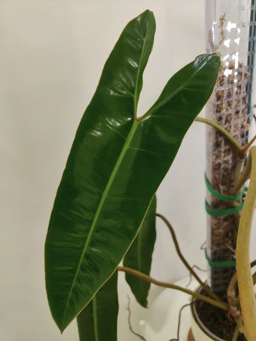 Philodendron billietiae XXL - 100cm | planta rara e estável