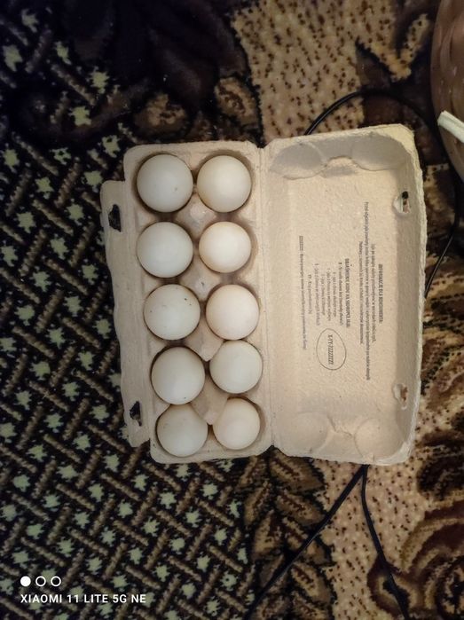 Jaja lęgowe biegusy