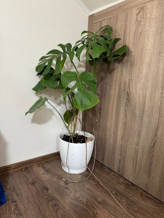 Вазон Монстера