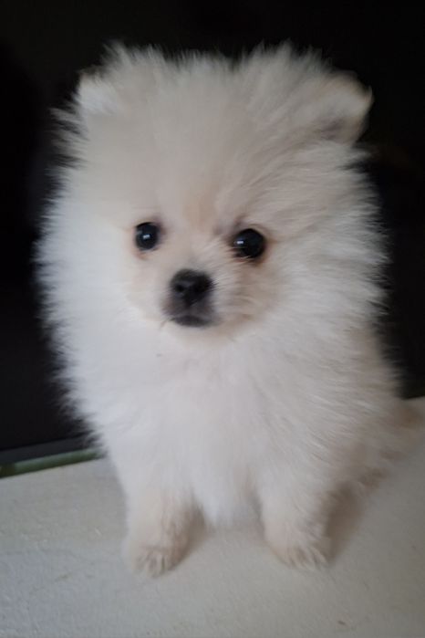 Шпиц  5мес микро девочка Одесса