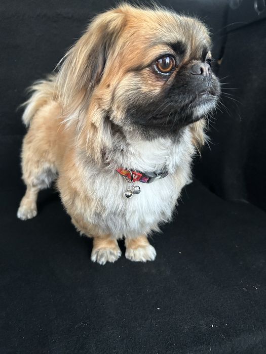 Пекінес для вязки