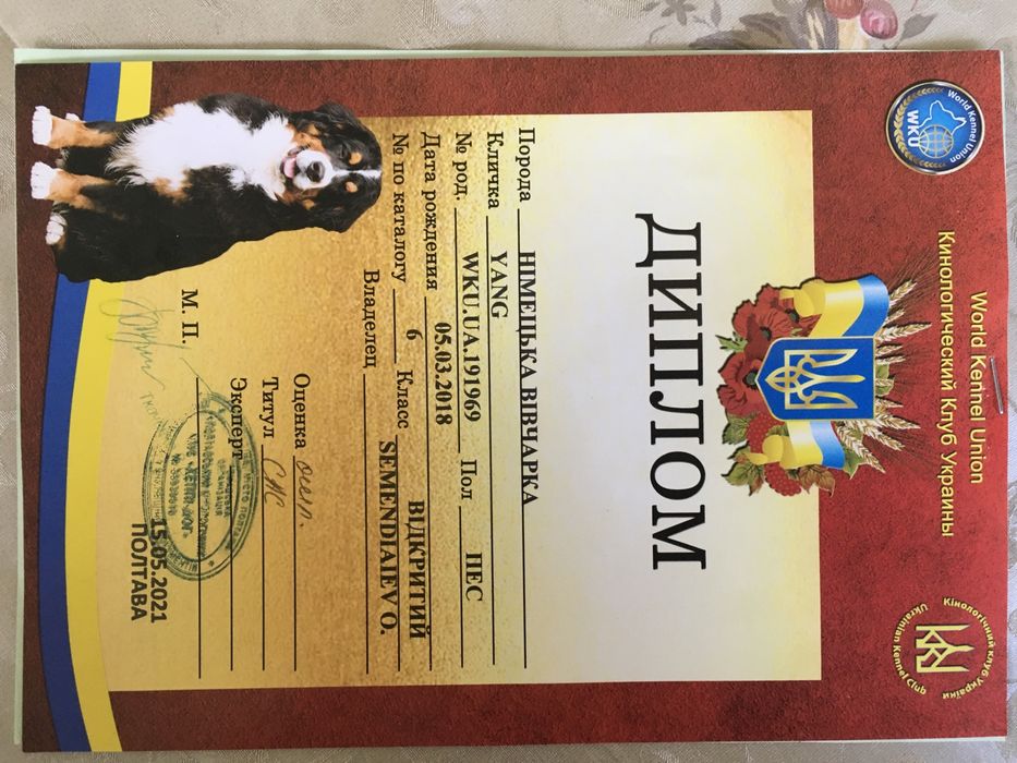 Кобель немецкой овчарки для вязки вязка собак Днепр: 1 000 грн. - В ...