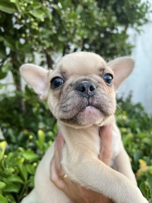Bulldog francês macho  sable baixinho e curtinho