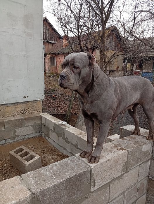 Щенята Кане Корсо