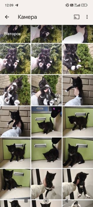 Котёнок чёрный с белыми лапками мальчик 1 месяц