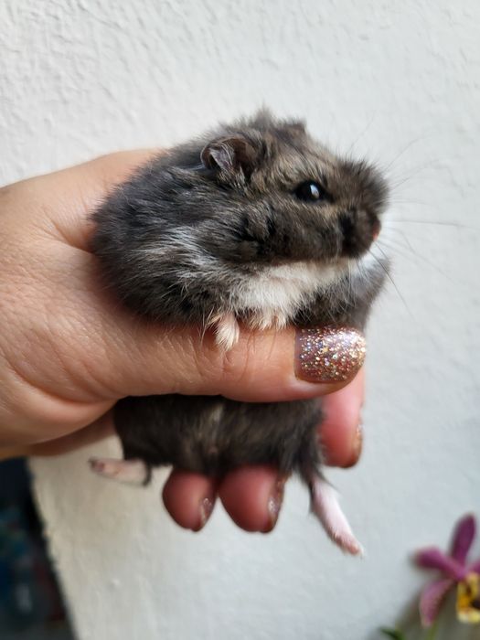 Хом'ячки Кемпбела