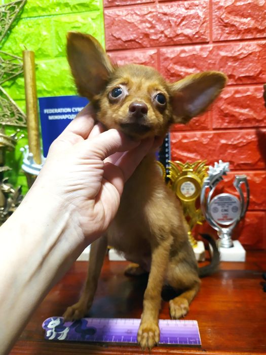 Длинношерстные мальчик и девочка,от Чемпионов! Док.КСУ,чип,привиты