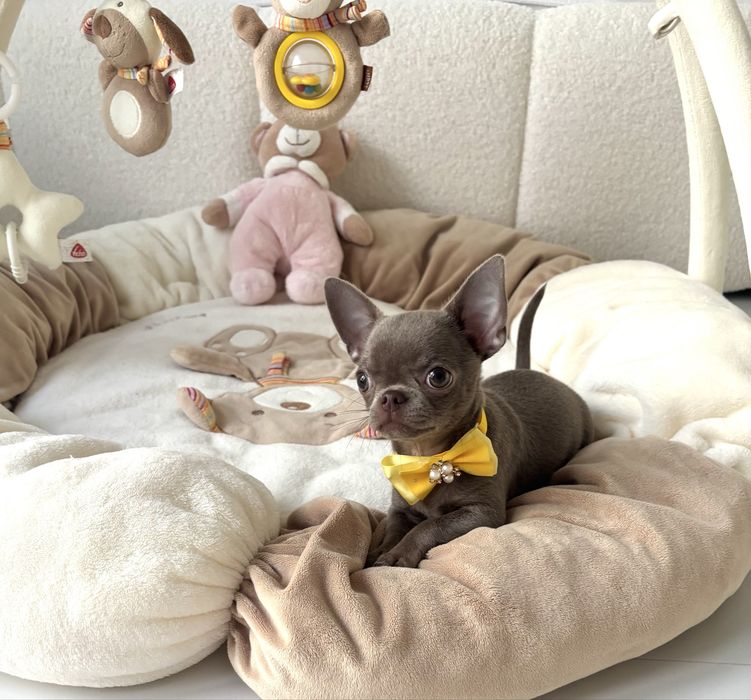 Chihuahua piękna liliowa suczka