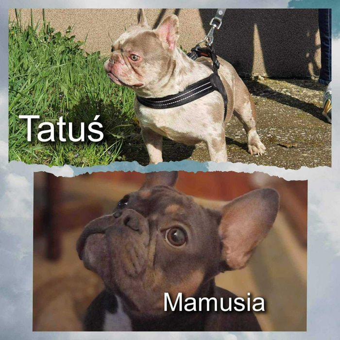 Buldog Francuski dziewczynka Blue