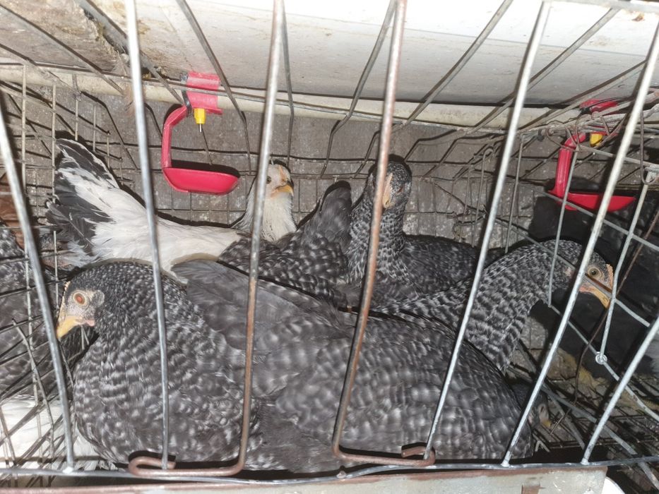 Кури несушки Домінант