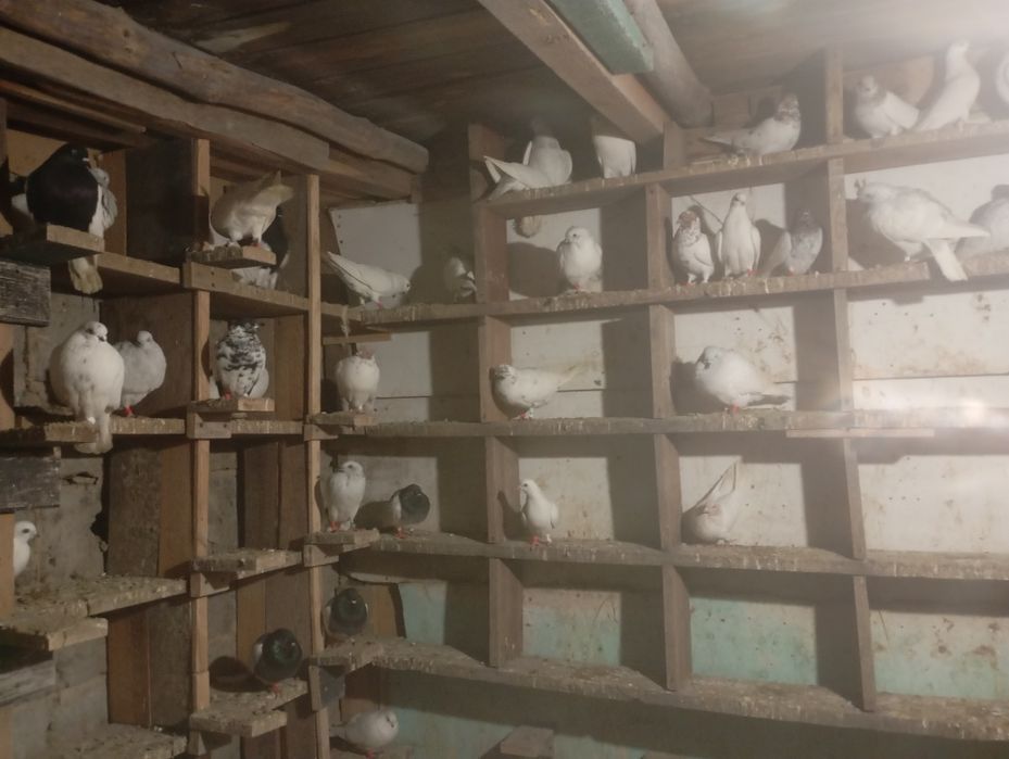 Golebie jasne i budapeszty