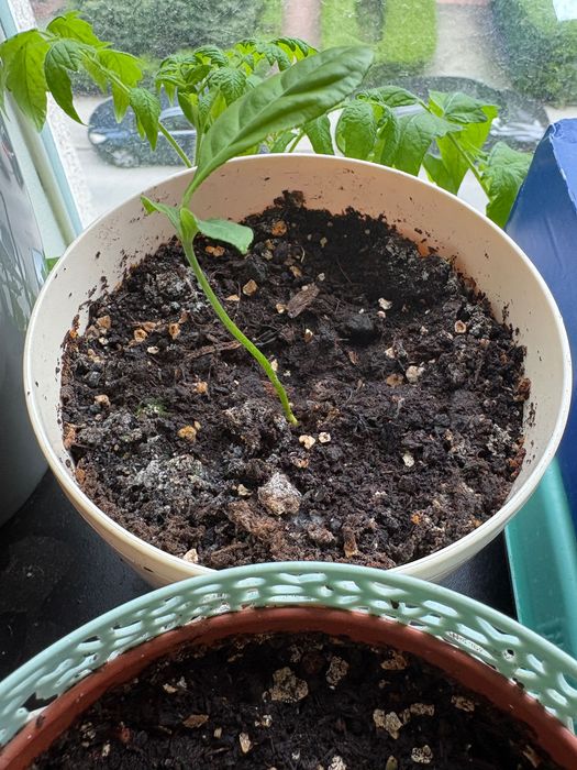 Sadzonki etrogu Citrus medica w doniczkach (jednoroczne)