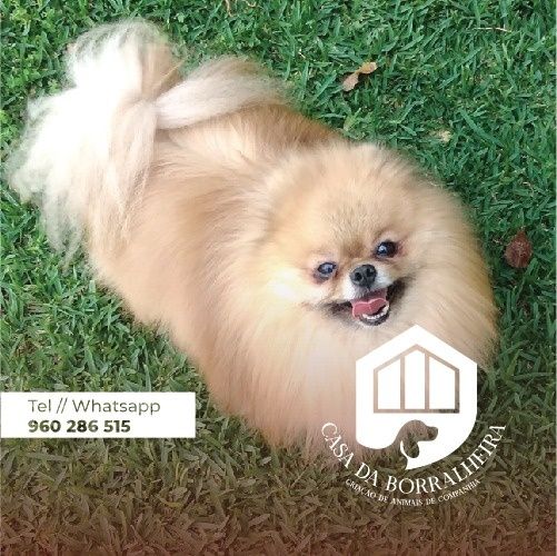 Spitz macho de qualidade  superior