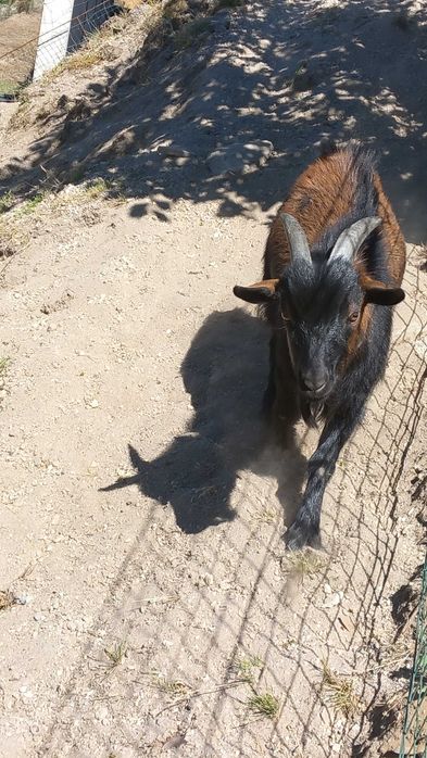 Vendo Cabrito anão