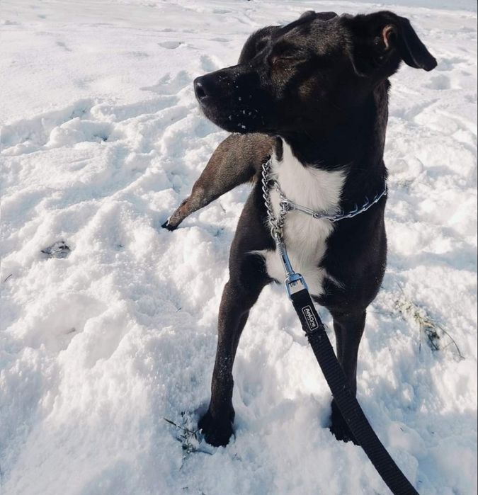 Oddam suczke  w dobre ręce