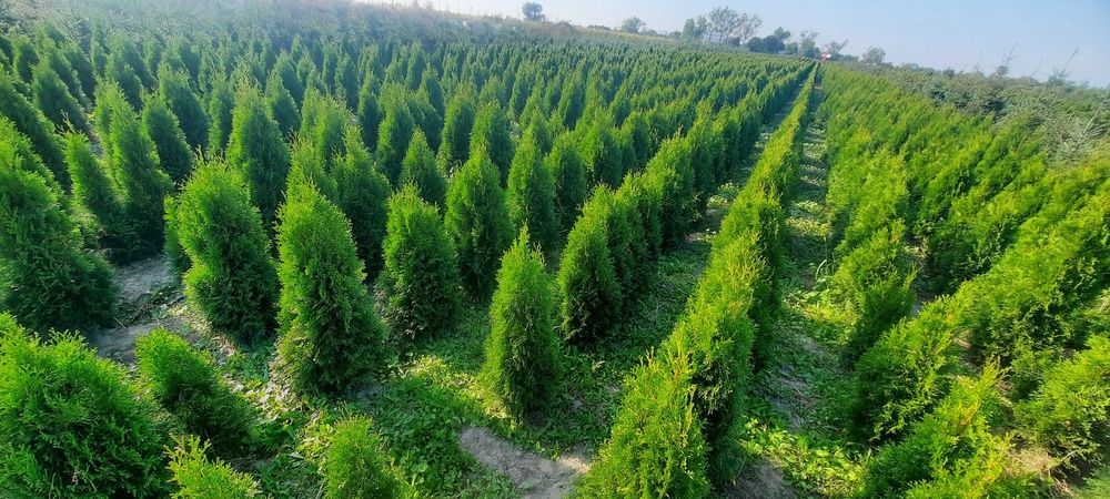 Tuja Szmaragd SUPER CENA 130cm bardzo duży wybór Iglaki Ocieszyn