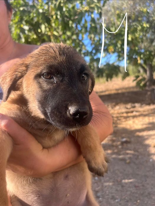 Cães de 4 meses M & F