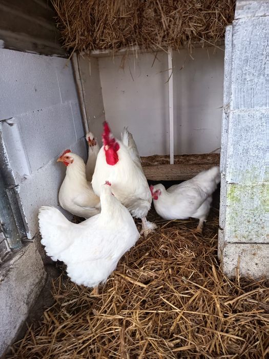 Vendo casal adulto  de raça Legones