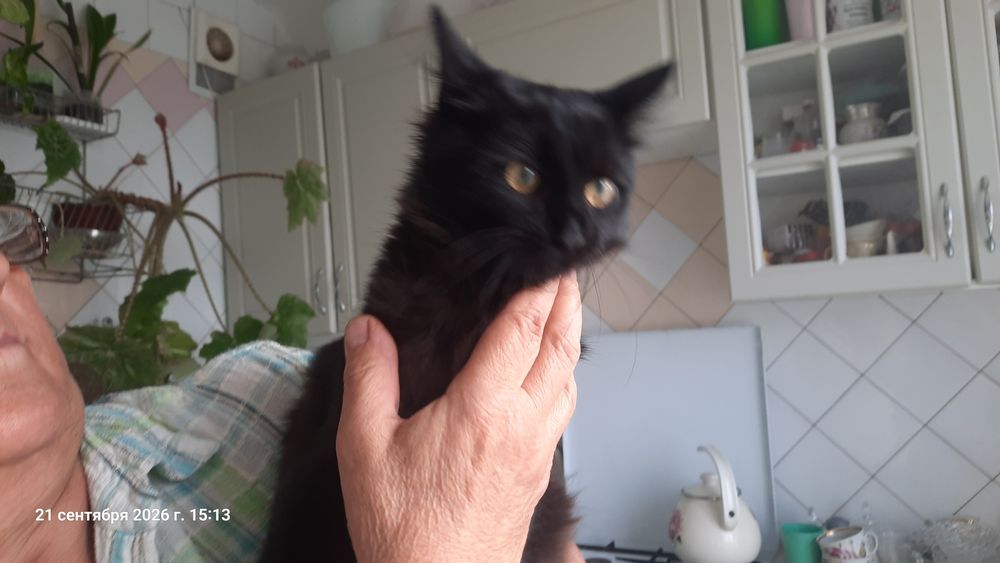 котик  ждёт своих любящих хозяев