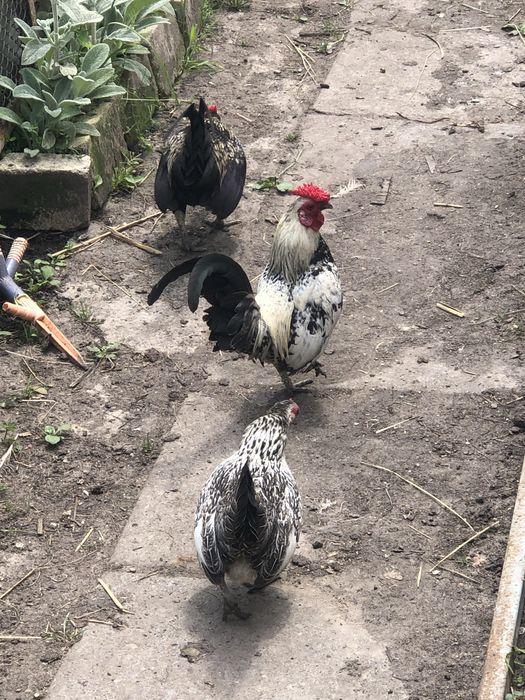 Декоративні кури Бентамки