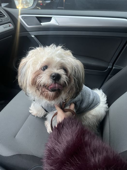 Вязка Шитцу хлопчик