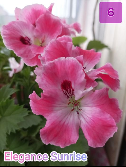 Королівська пеларгонія