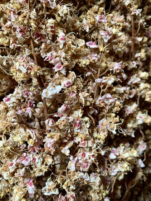 Цвіт каштану сухий