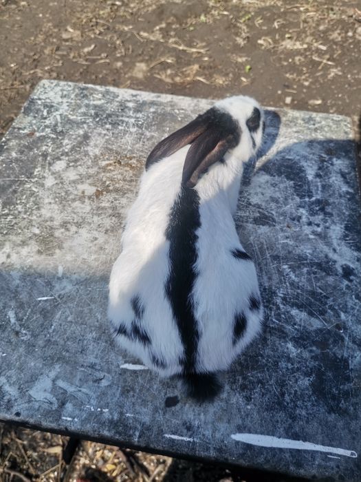 Кролі кролики строкач