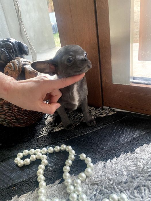 Чіхуахуа дівчатка й хлопчики