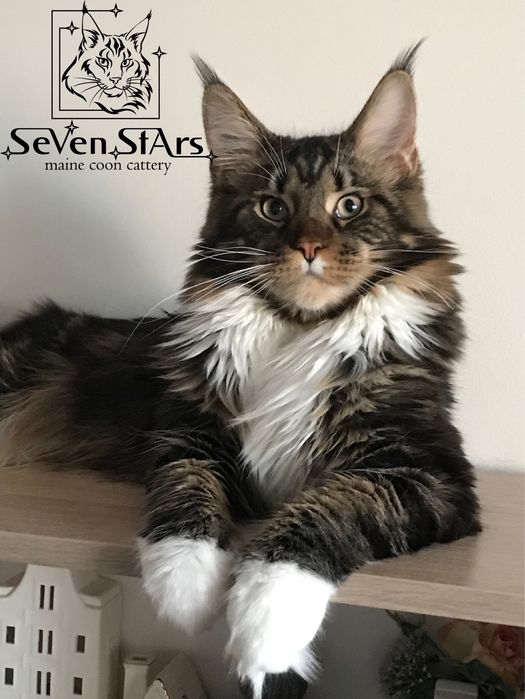 Мейн-кун котята от 2 месяцев | БРОНИРОВАНИЕ | UA*Seven Stars