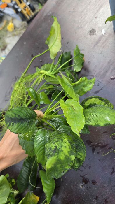 Anubias olbrzymi