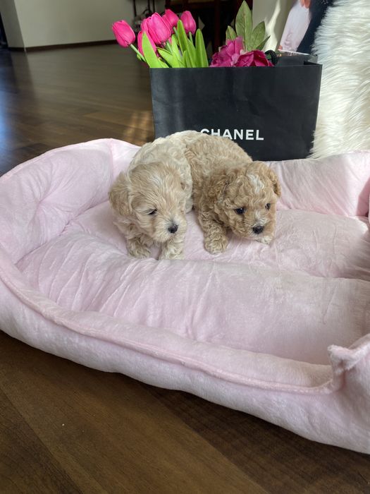 Карамельні красиві мальтипу