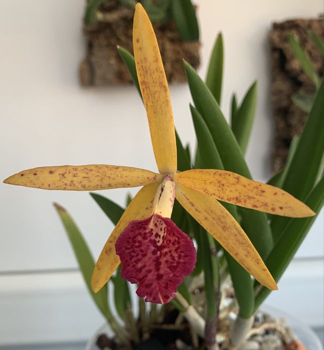 Орхідея Cattleya hybrid Jairak Finch