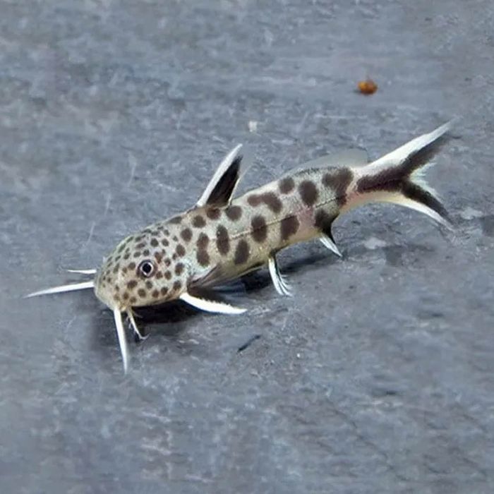 Sprzedam sumiki Petricola