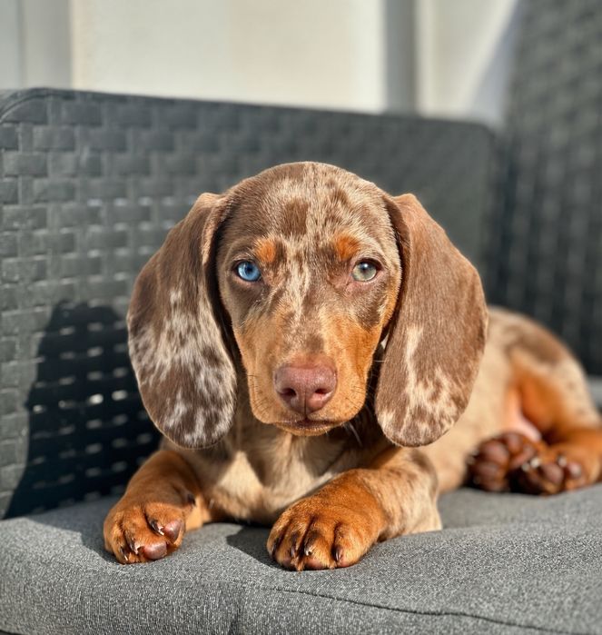 Teckel femea chocolate merle arlequim