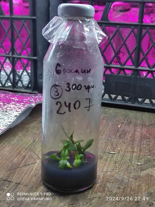 Фласка, орхідеї,дітки 2024 року посіву