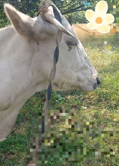 Продається корова