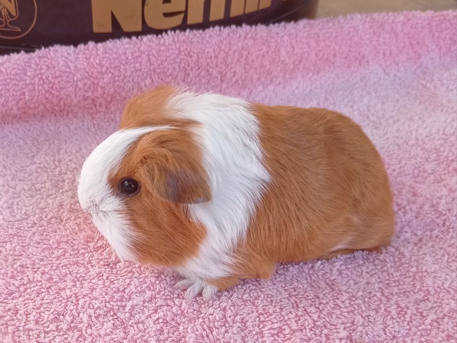 Морские свинки очаровашки