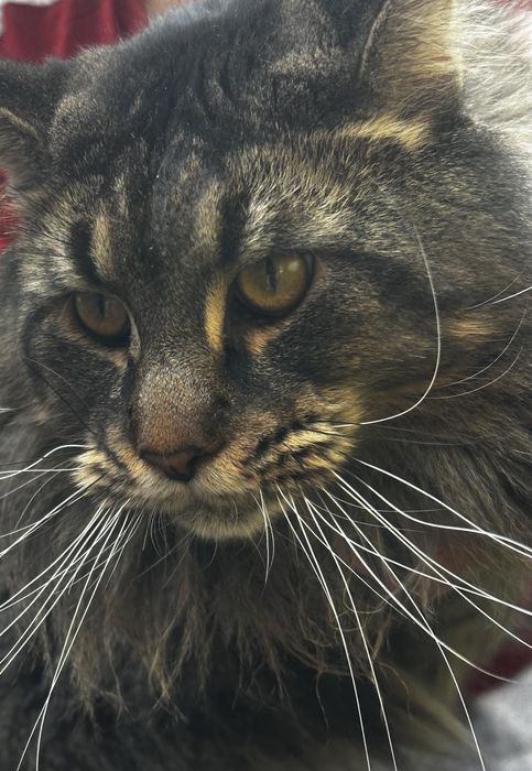 Kot do krycia Maine Coon